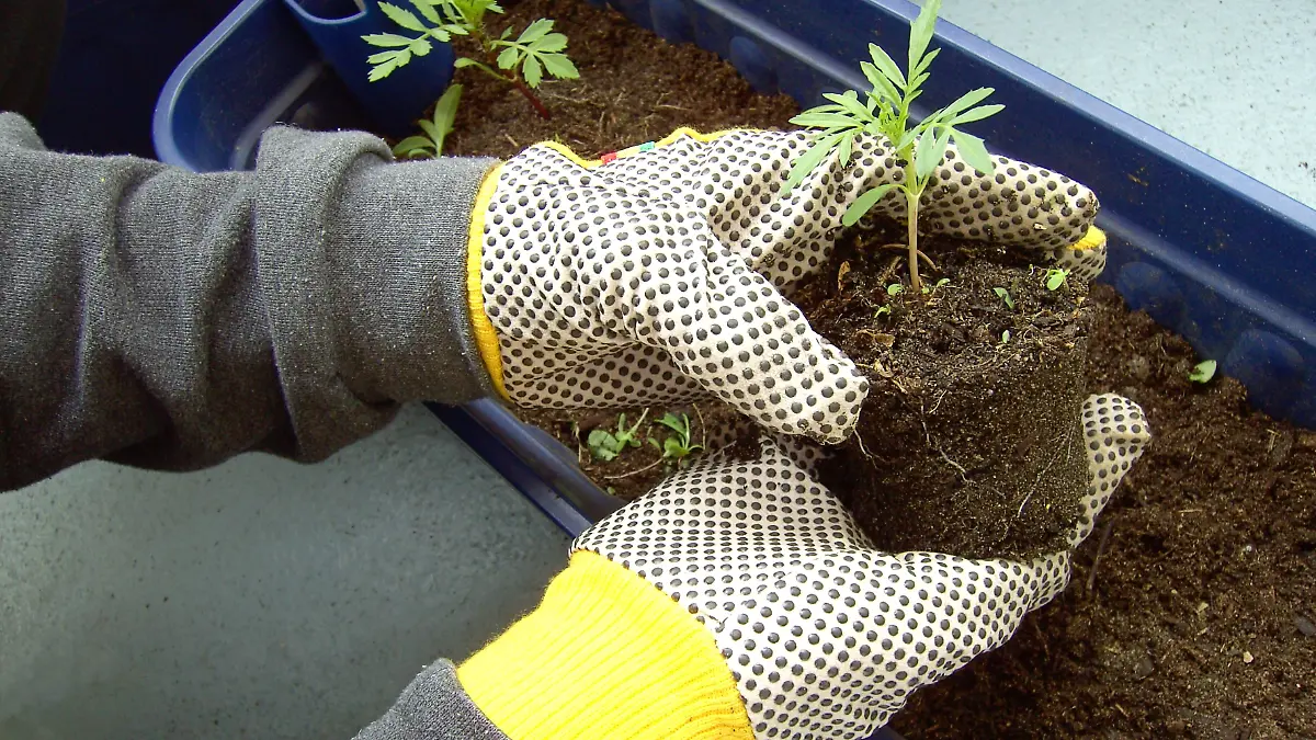 gartenarbeit,setzling,bepflanzen *** gardening,seedling,planting ir4-2k,model released, Symbolfoto