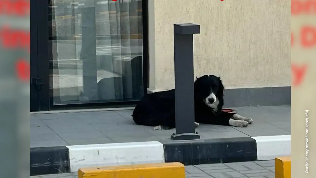 Immer mehr Haustiere werden einfach auf der Straße ausgesetzt Erst Dubai-Fans, jetzt Herzlos-Herrchen?