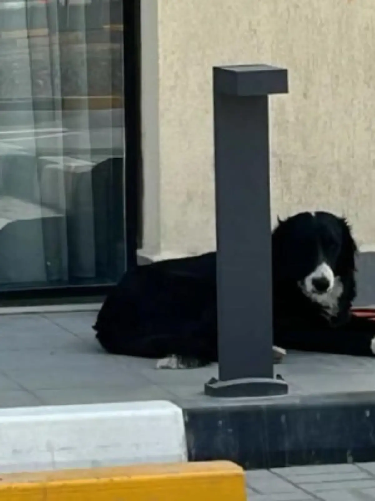 Immer mehr Menschen in Dubai geben ihre Tiere in Heimen ab oder setzen sie einfach auf die Straße.