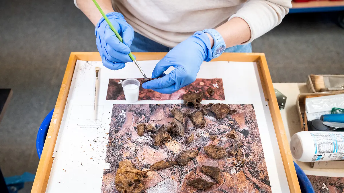 Corinna Mayer, Restaurateurin, konserviert in der Restaurierungswerkstatt vom Schloss Gottorf Teile von einem rund 10.500 Jahre alten Auerochsenschädel. Der Fund aus dem Duvenseer Moor mit einem Holzpflock gibt Archäologen Rätsel auf.