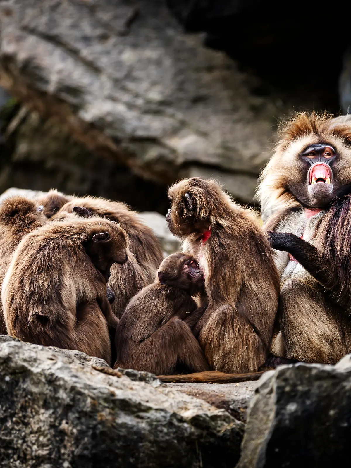 Bild zu: "Zoo in Zürich tötet zehn gesunde Affen"