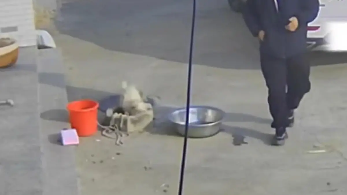 Folgenschwerer Fehltritt! Hund begrüßt Besitzer – dann wird es lebensgefährlich Erst Freude, dann Panik