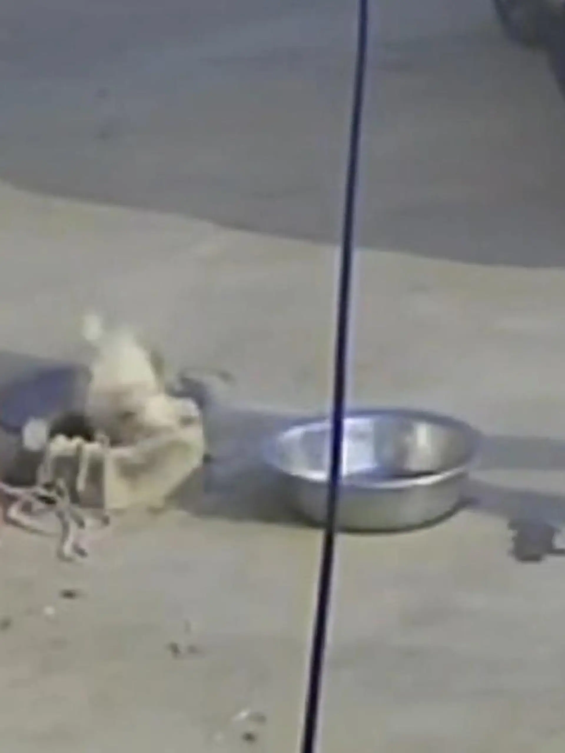 Bild zu: "Folgenschwerer Fehltritt! Hund begrüßt Besitzer – dann wird es lebensgefährlich"