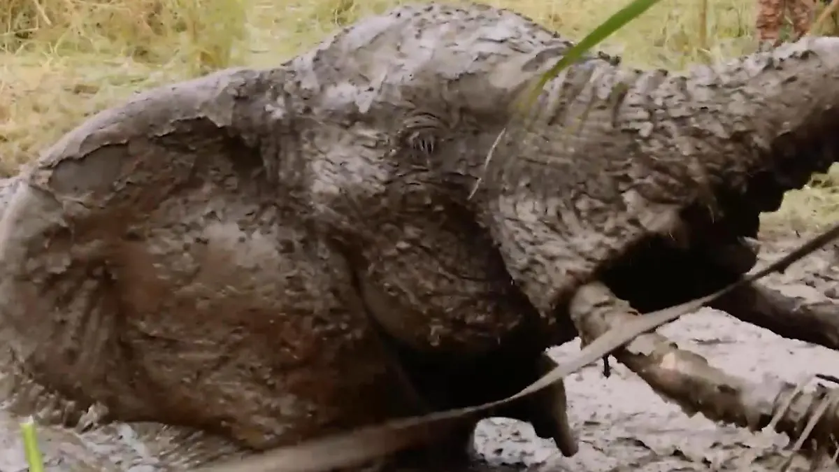 Schlammgrube verschluckt Elefanten – Ranger starten riskante Rettungsaktion! Man sieht nur noch seinen Kopf