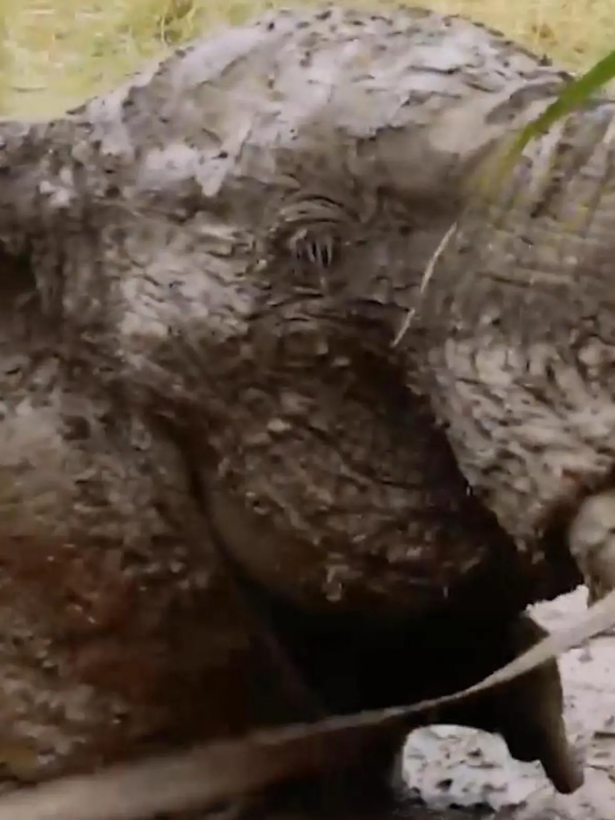 Bild zu: "Schlammgrube verschluckt Elefanten – Ranger starten riskante Rettungsaktion!"