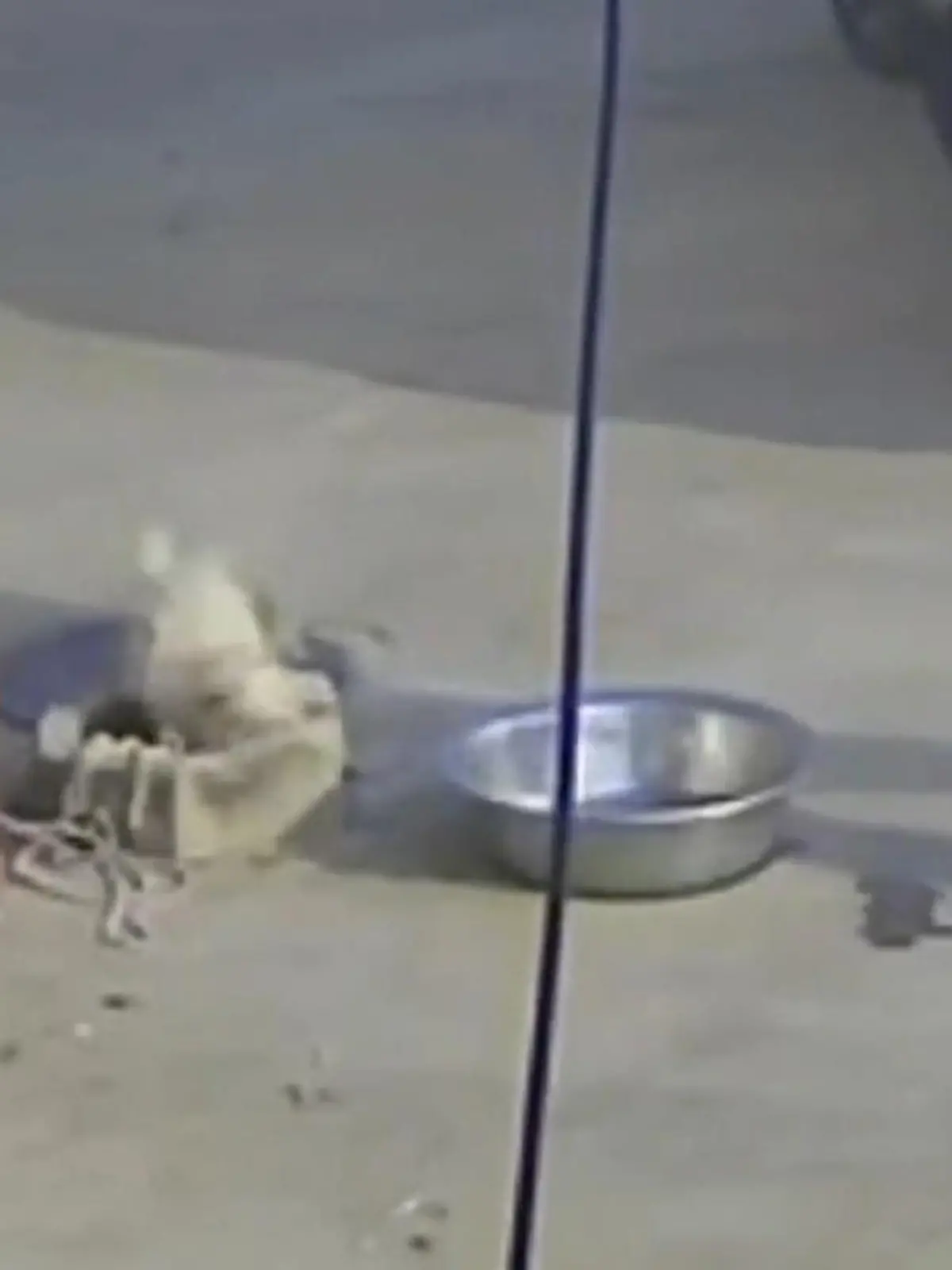 Bild zu: "Folgenschwerer Fehltritt! Hund begrüßt Besitzer – dann wird es lebensgefährlich"