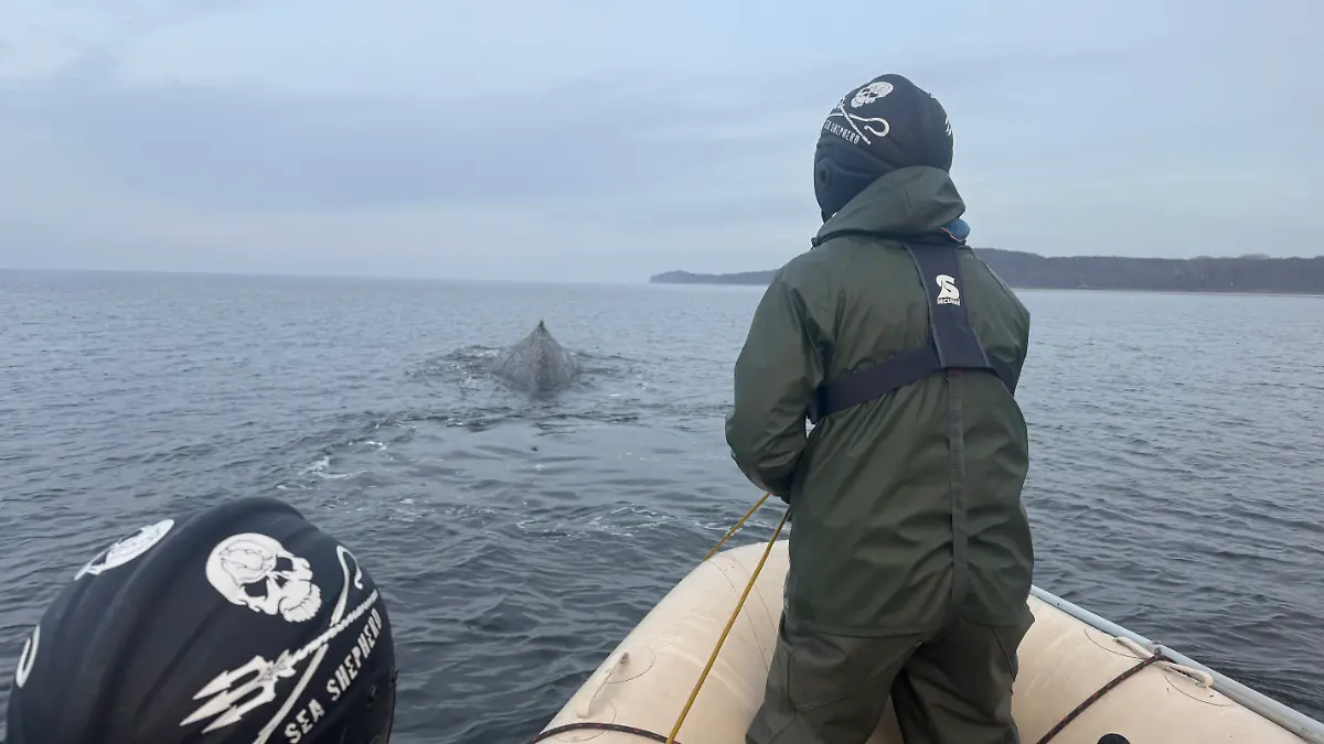 Am Samstag (7. März) gelang es dem Team zwar, ein kleines Stück der Leine abzuschneiden, doch der Großteil des Netzes hält das Tier weiterhin gefangen.