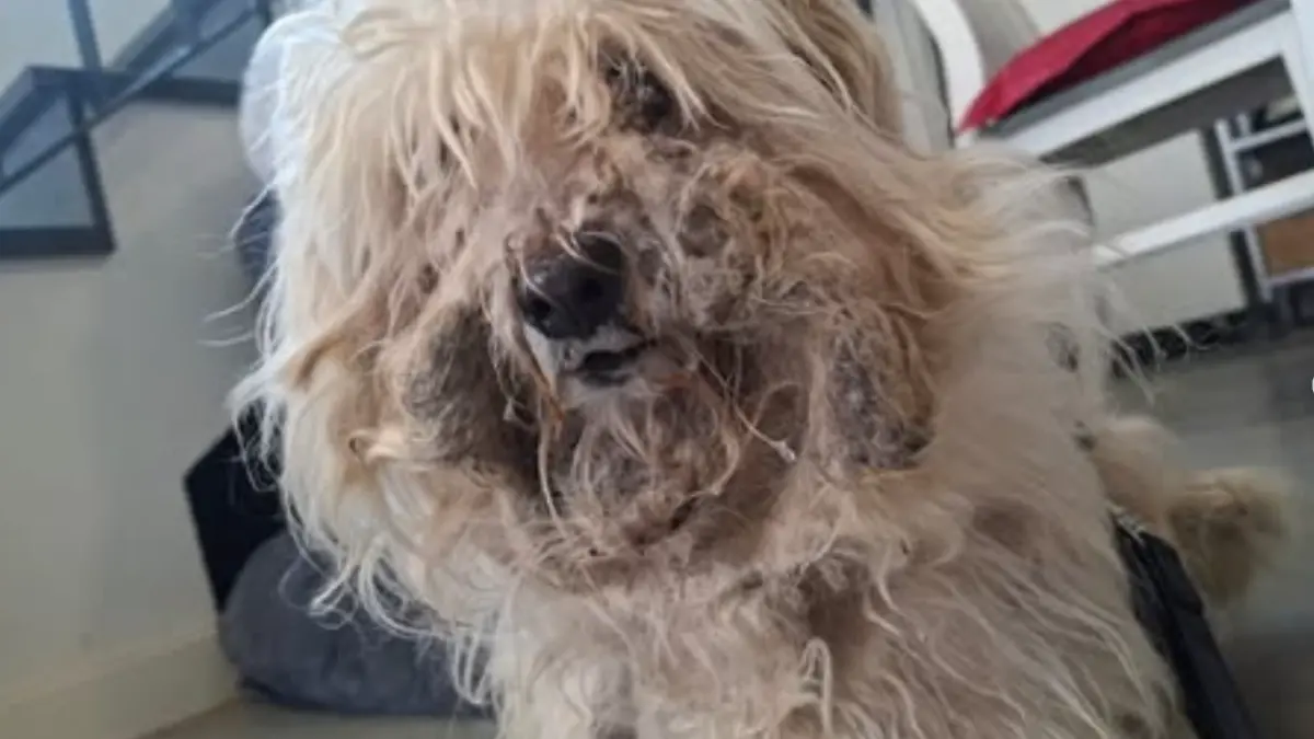 Dieser kleine verfilzte Hund wurde dem Tierheim Bergheim übergeben.