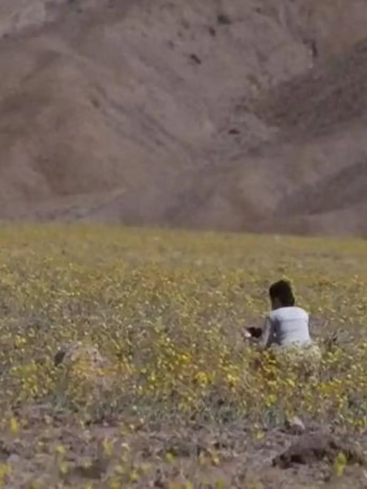 Seltenes Naturspektakel! Der heißeste Ort der Welt wird plötzlich zum Blütenmeer