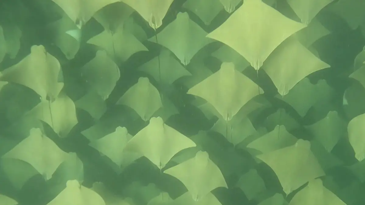 Rochen-Schwarm perfekt synchron! Taucher filmt seltenes Meeres-Spektakel