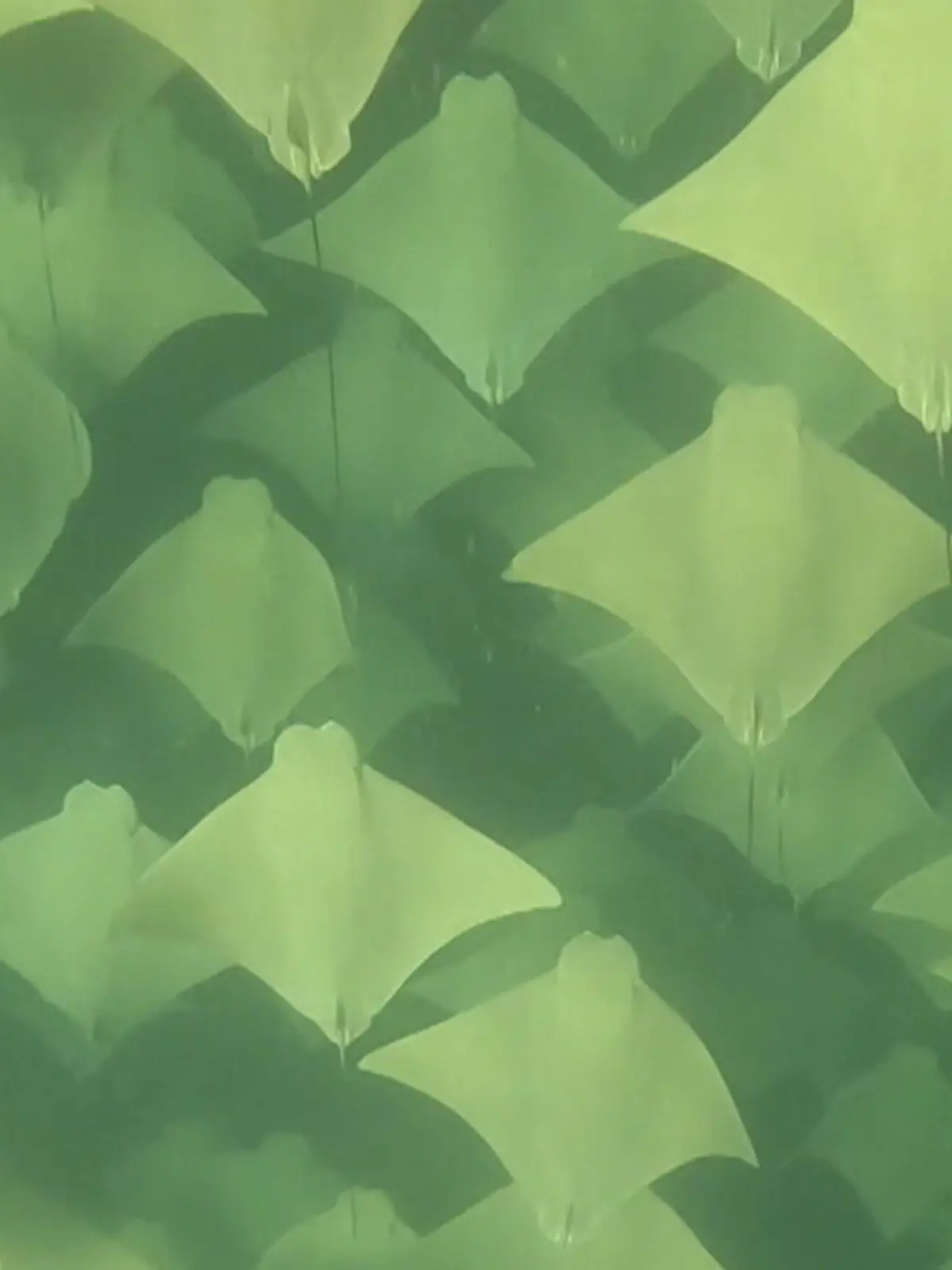 Bild zu: "Rochen-Schwarm perfekt synchron! Taucher filmt seltenes Meeres-Spektakel"