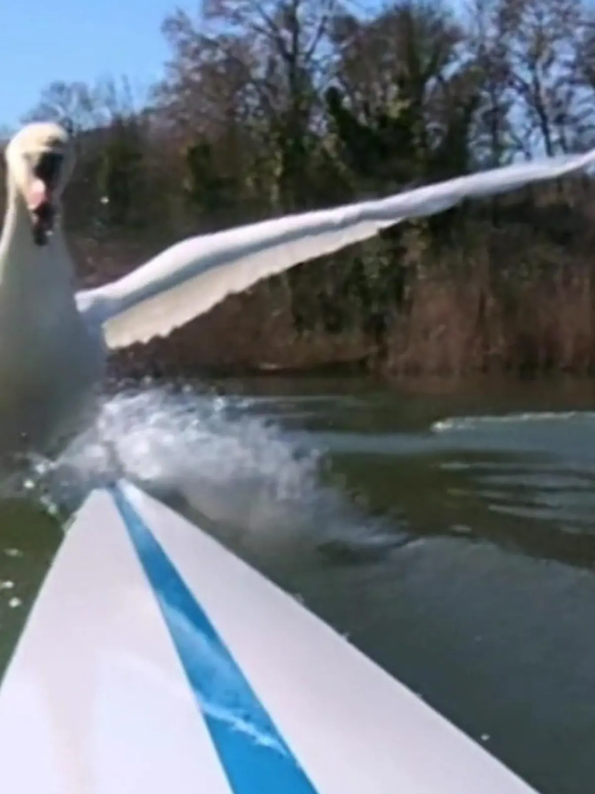 Bild zu: "Ihm SCHWANt nichts Gutes! Olympia-Ruderer wird plötzlich von Tieren gejagt"