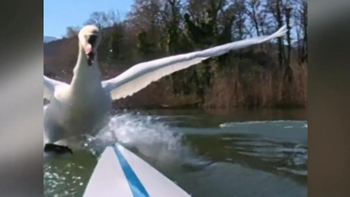 Ihm SCHWANt nichts Gutes! Olympia-Ruderer wird plötzlich von Tieren gejagt Attacke beim Training
