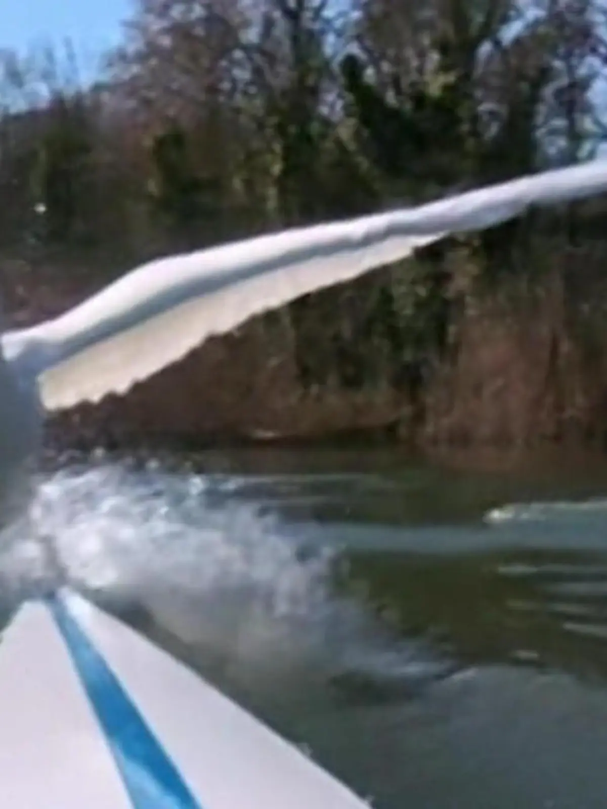 Bild zu: "Ihm SCHWANt nichts Gutes! Olympia-Ruderer wird plötzlich von Tieren gejagt"