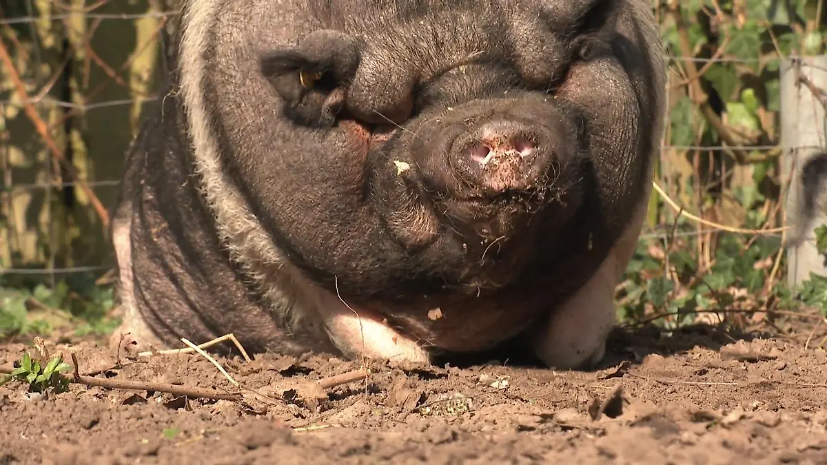 Das steht auf dem Diätplan für Hängebauchschweine Der Speck muss weg!