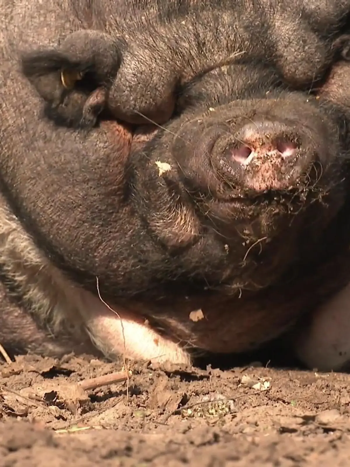 Bild zu: "Kein Tier lebt schon so lange im Tierheim wie diese Schweine"