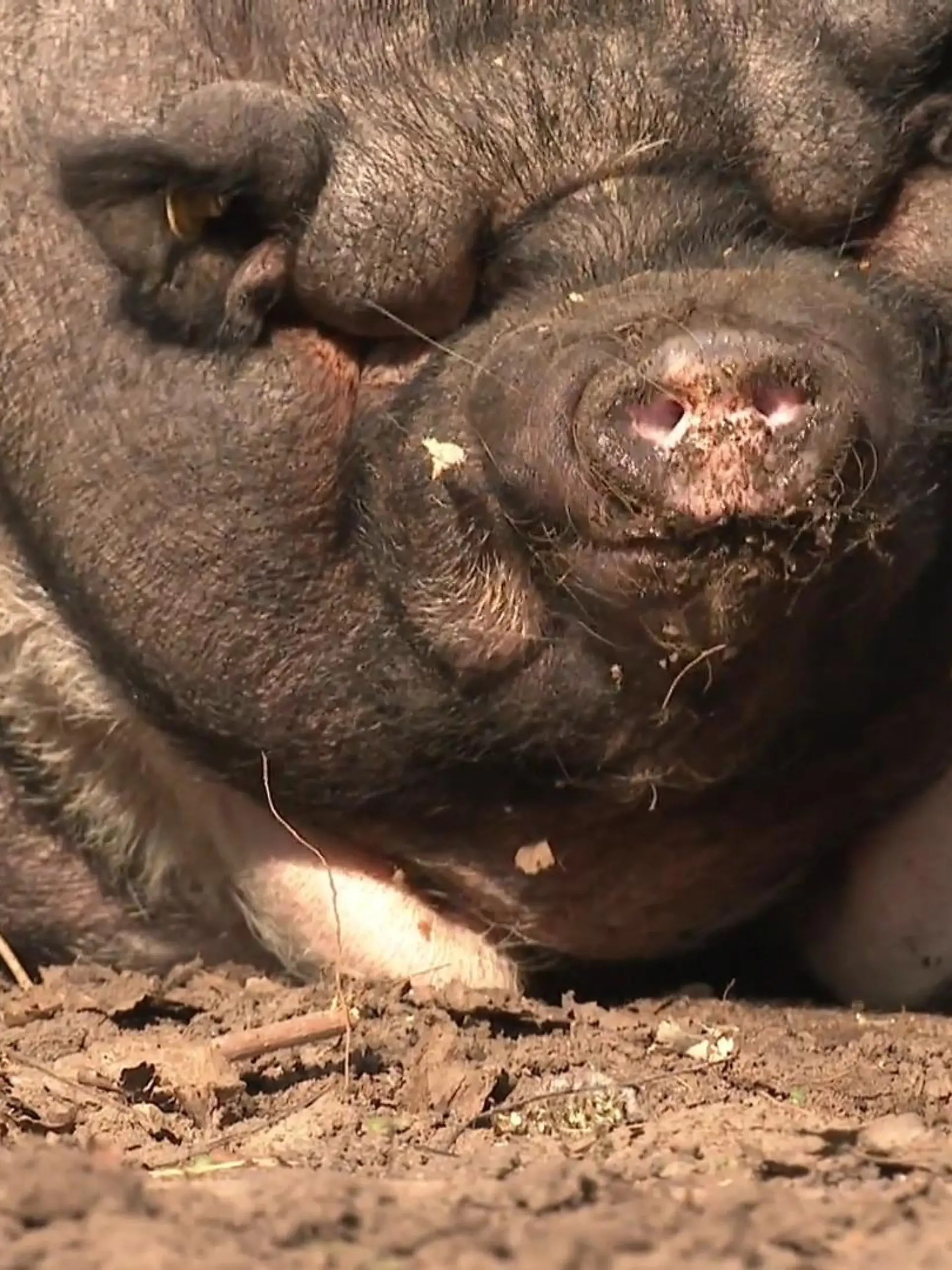 Bild zu: "Kein Tier lebt schon so lange im Tierheim wie diese Schweine"