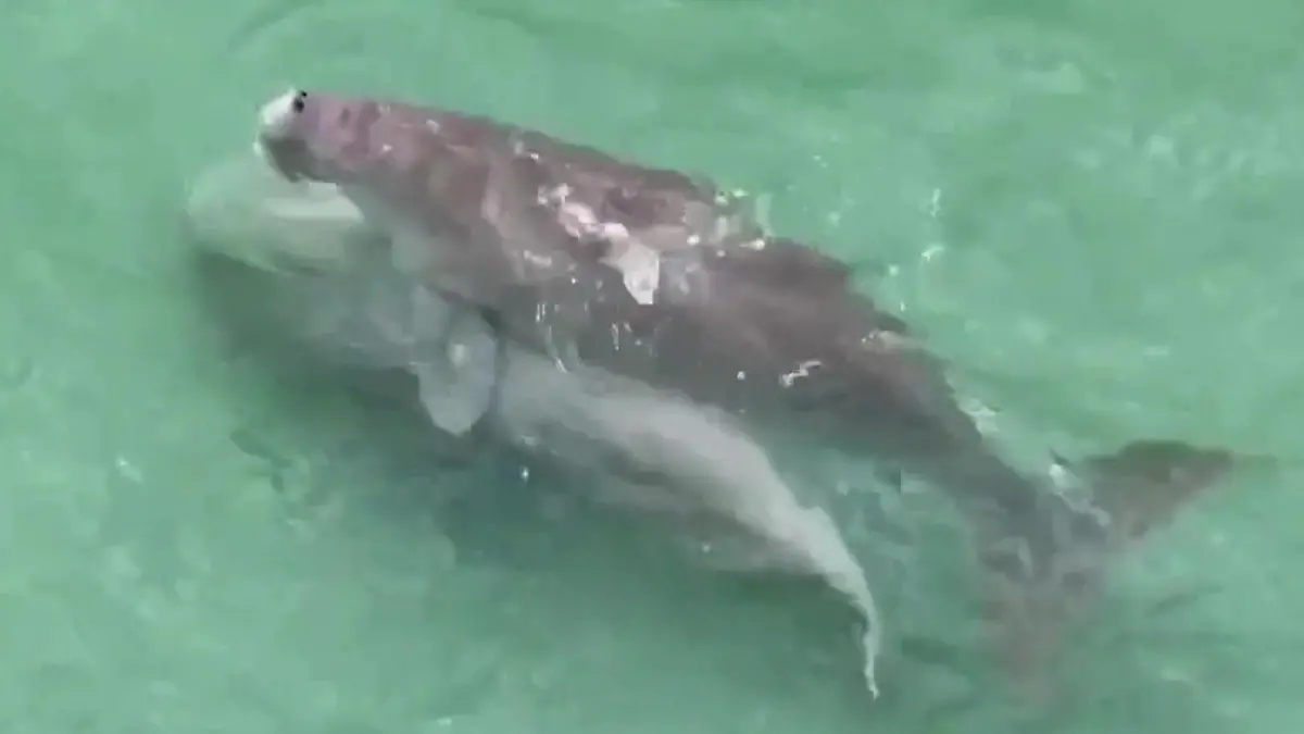 Seeschwein-Sex schenkt Hoffnung – aus DIESEM Grund! Sensation vor der Küste Thailands