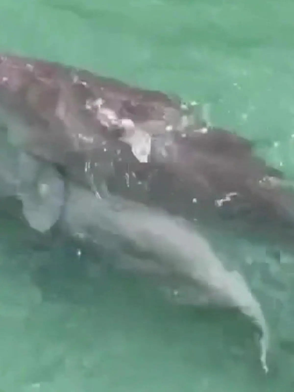 Bild zu: "Seeschwein-Sex schenkt Hoffnung – aus DIESEM Grund!"