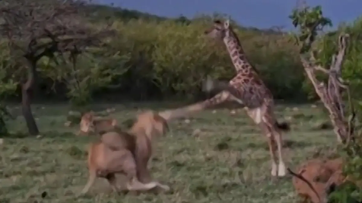 Giraffen-Baby kickt Löwin ins Gesicht – Mutter schaut nur zu!