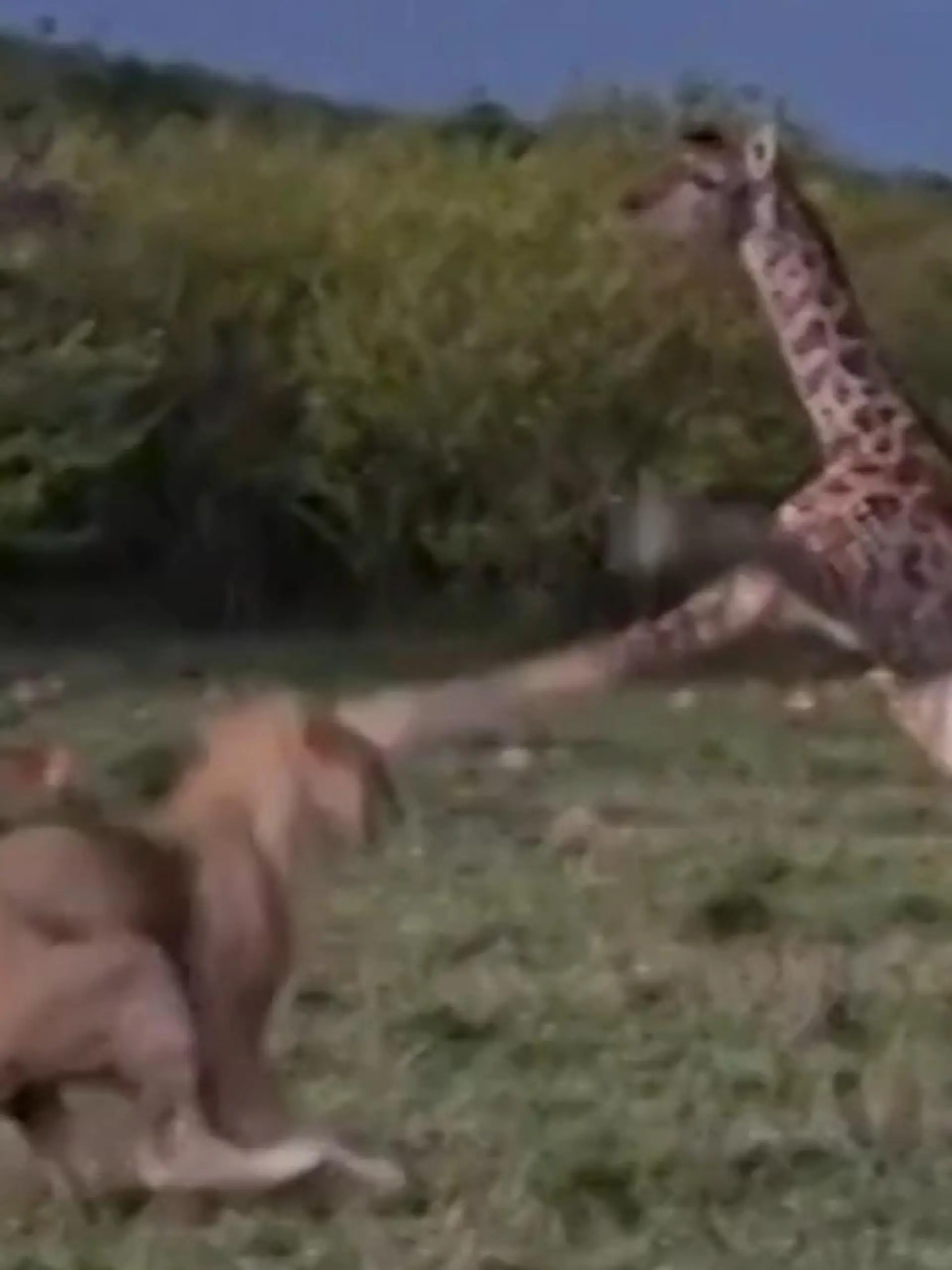Bild zu: "Giraffen-Baby kickt Löwin ins Gesicht – Mutter schaut nur zu!"