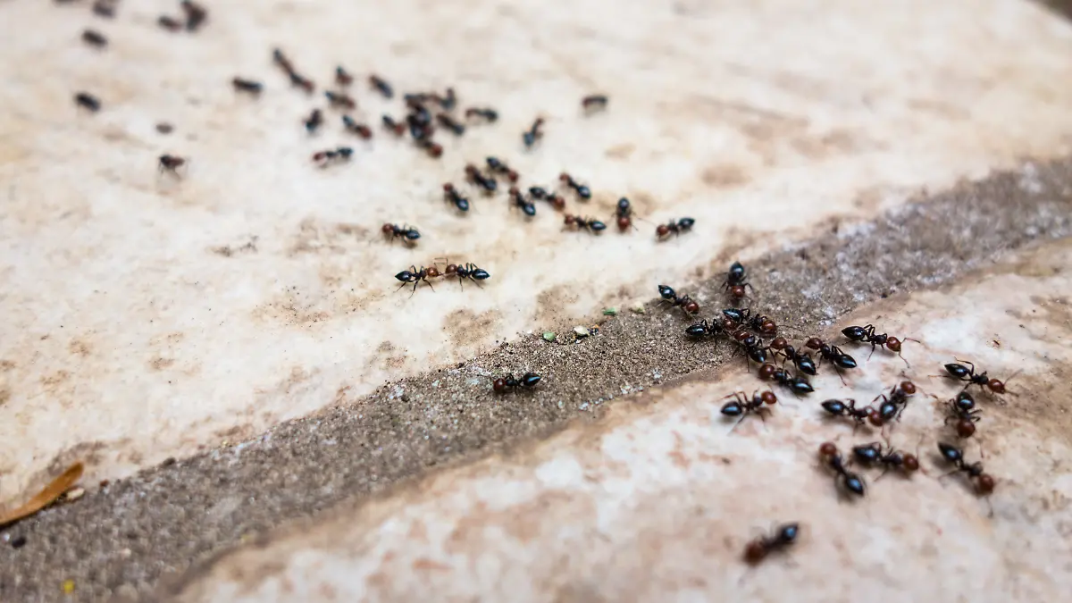 Ein 53-Jähriger erschlägt seine 72-jährige Nachbarin nach einem Streit um eine Ameisenstraße mit einem Spaten. (Symbolbild)