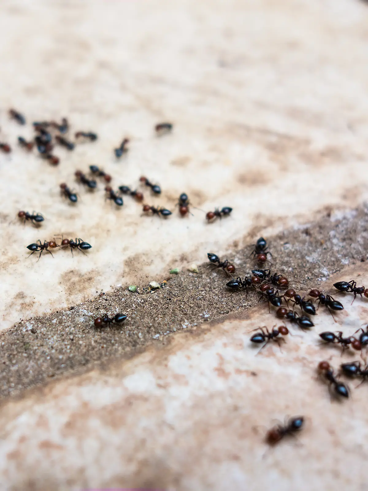 Ein 53-Jähriger erschlägt seine 72-jährige Nachbarin nach einem Streit um eine Ameisenstraße mit einem Spaten. (Symbolbild)