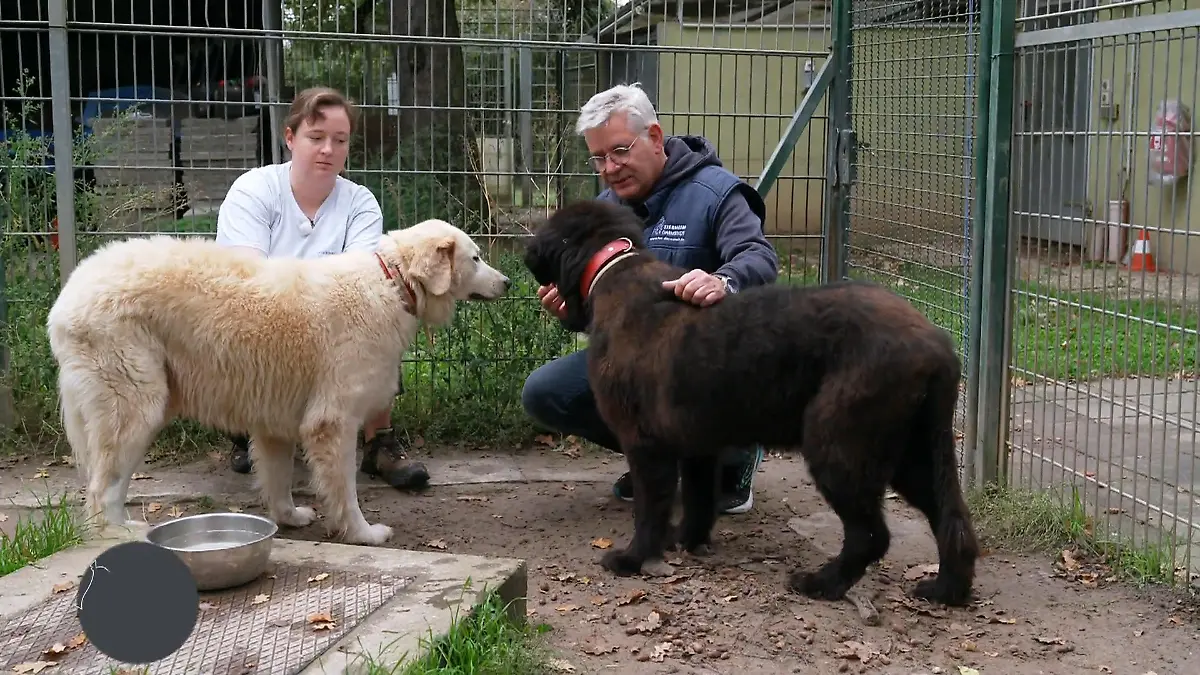 Willi und Bruno: Finden die betagten Unvermittelbaren doch noch ihr Glück? Zweite Chance gesucht