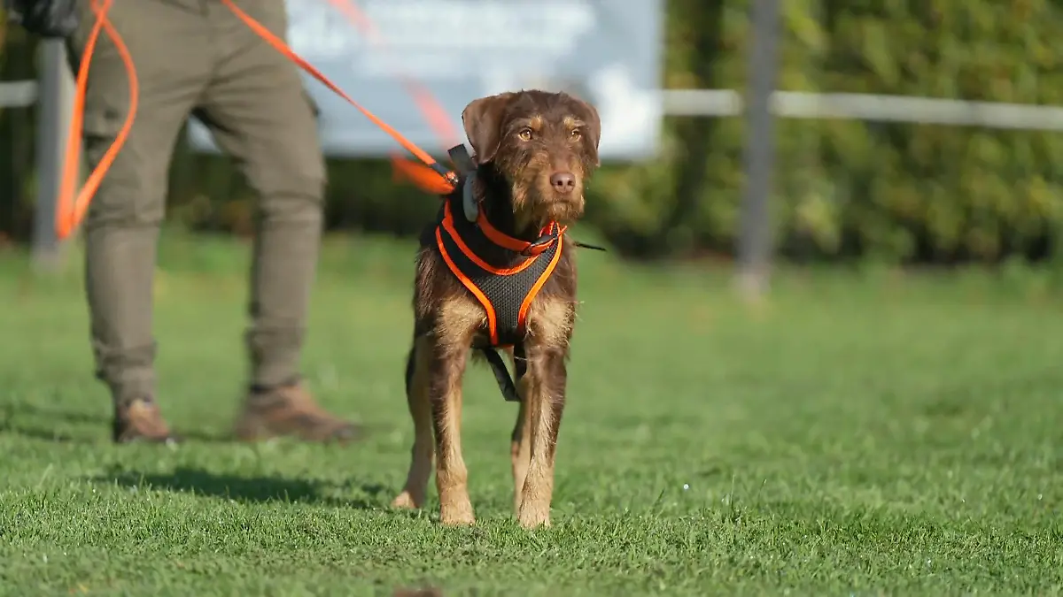 Jagdterrier-Mix Messi: Wird das Intensivtraining zur letzten Chance? Messi braucht Erziehung