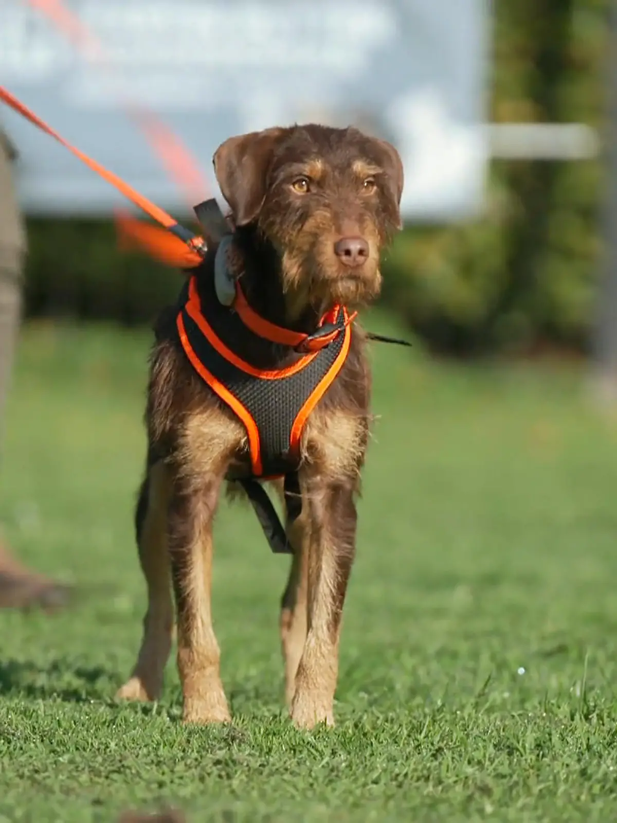 Bild zu: "Jagdterrier-Mix Messi: Wird das Intensivtraining zur letzten Chance?"
