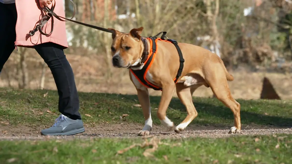 American-Staffordshire-Terrier Geronimo: Klappt der finale Spaziergangstest im neuen Zuhau Letzter Test für Geronimo