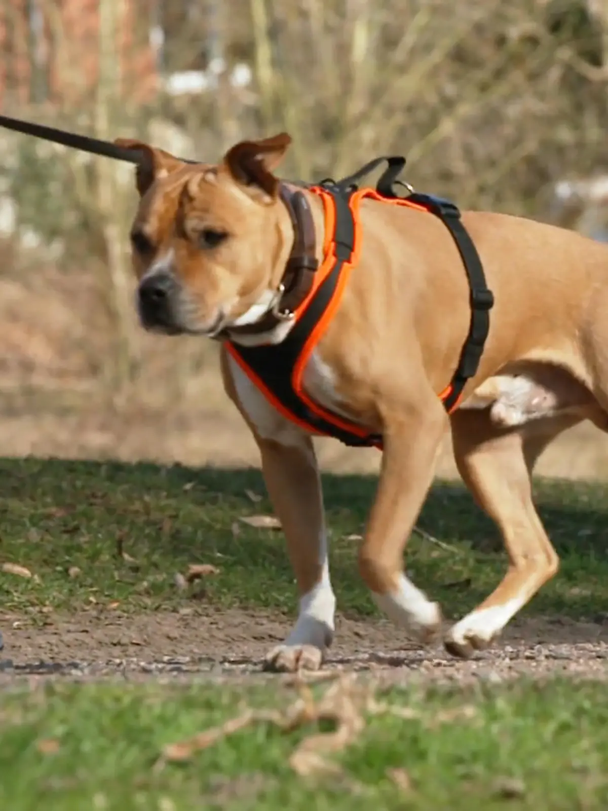 Bild zu: "American-Staffordshire-Terrier Geronimo: Klappt der finale Spaziergangstest im neuen Zuhau"