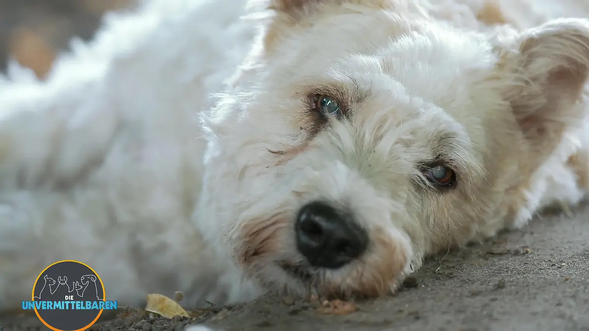 Fast blind, total furchtlos: Wer gibt Ausbrecherkönig Rexi eine Chance? Rexi sucht Halt