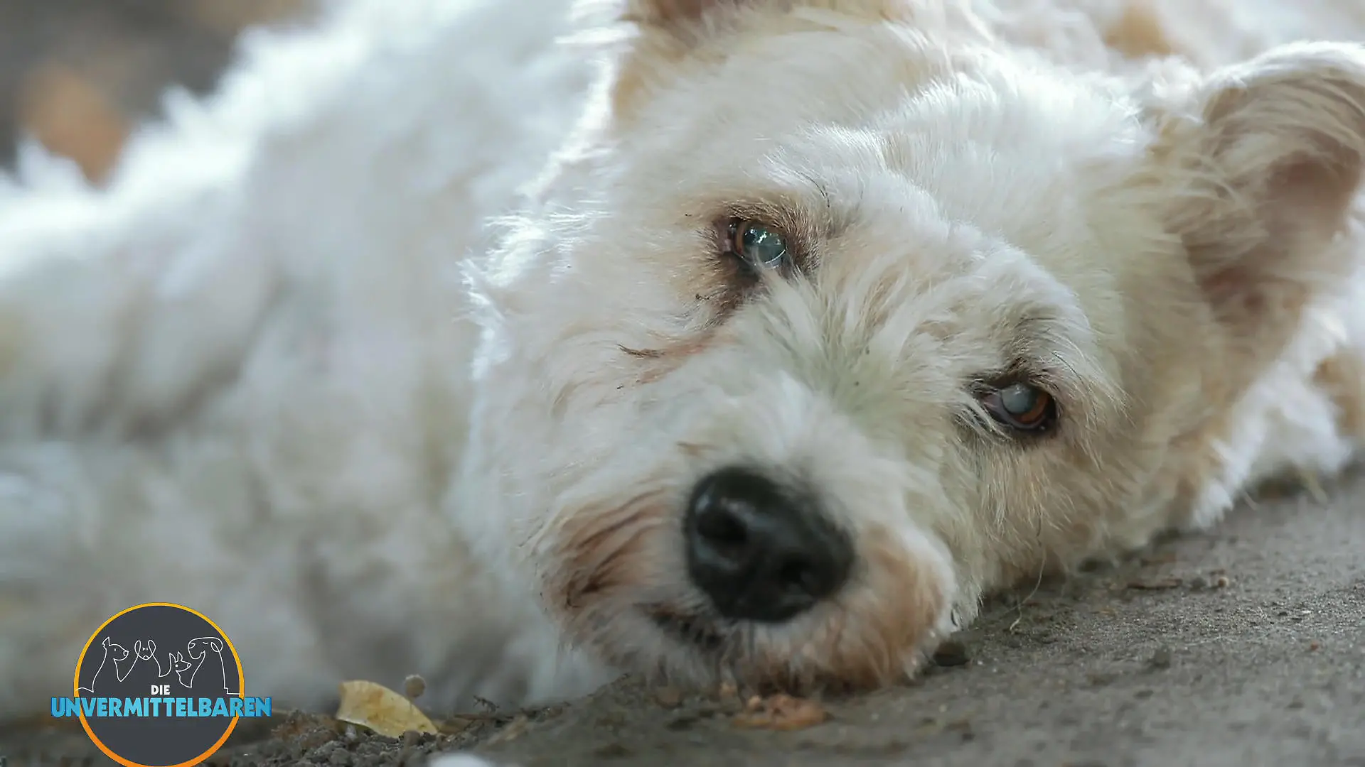Fast blind, total furchtlos: Wer gibt Ausbrecherkönig Rexi eine Chance? Rexi sucht Halt