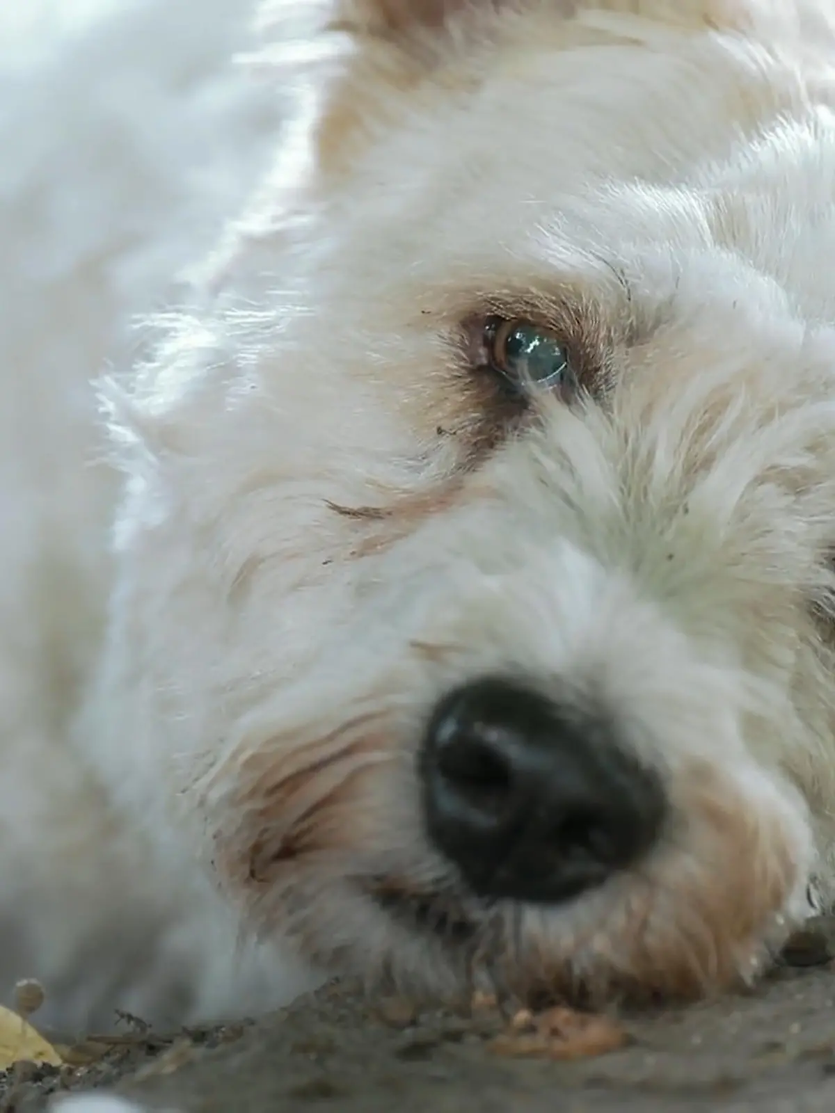 Bild zu: "Fast blind, total furchtlos: Wer gibt Ausbrecherkönig Rexi eine Chance?"