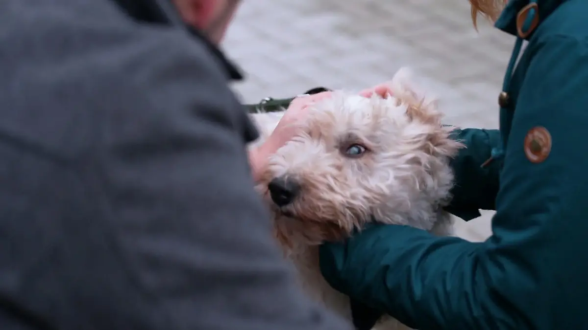 Auch Bruno und Rexi auf der Suche: Wartet jetzt ihr Für-immer-Zuhause? Glück für Bruno und Rexi?