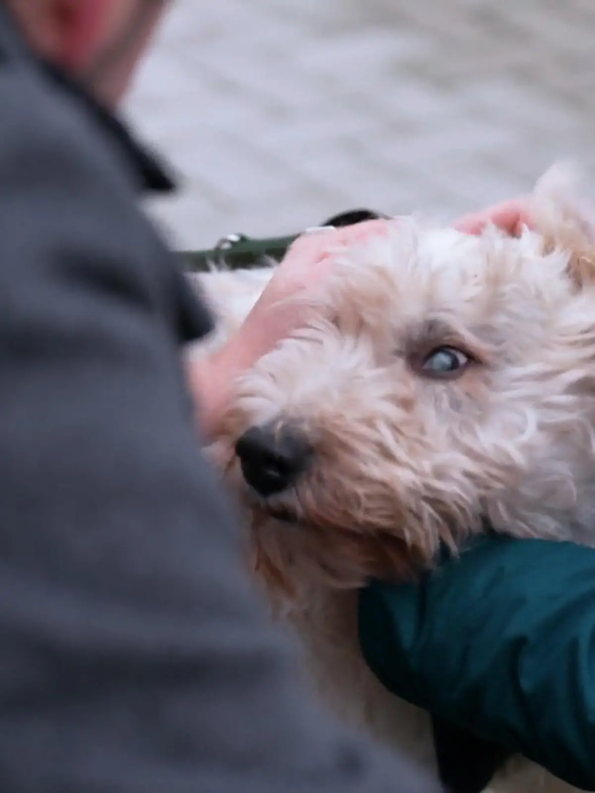 Bild zu: "Auch Bruno und Rexi auf der Suche: Wartet jetzt ihr Für-immer-Zuhause?"