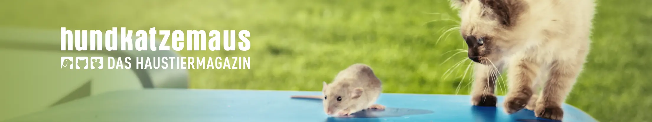 hundkatzemaus Banner Desktop