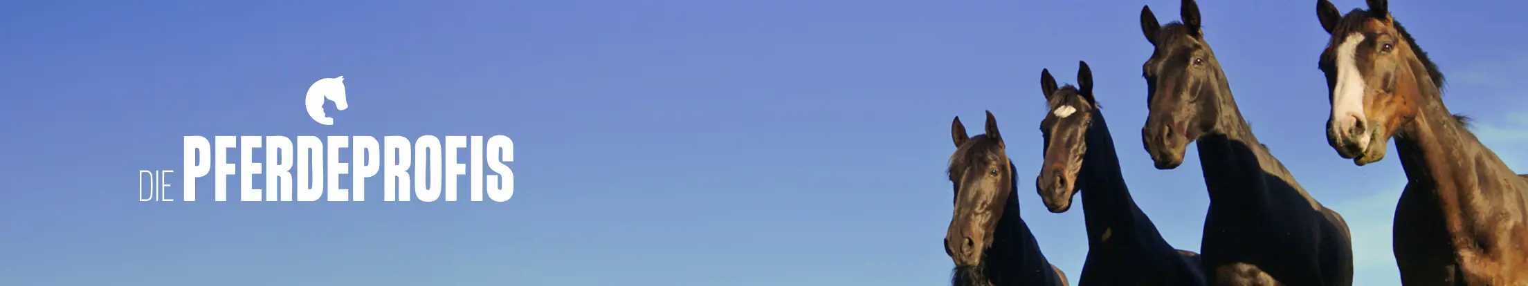Die Pferdeprofis Banner Desktop