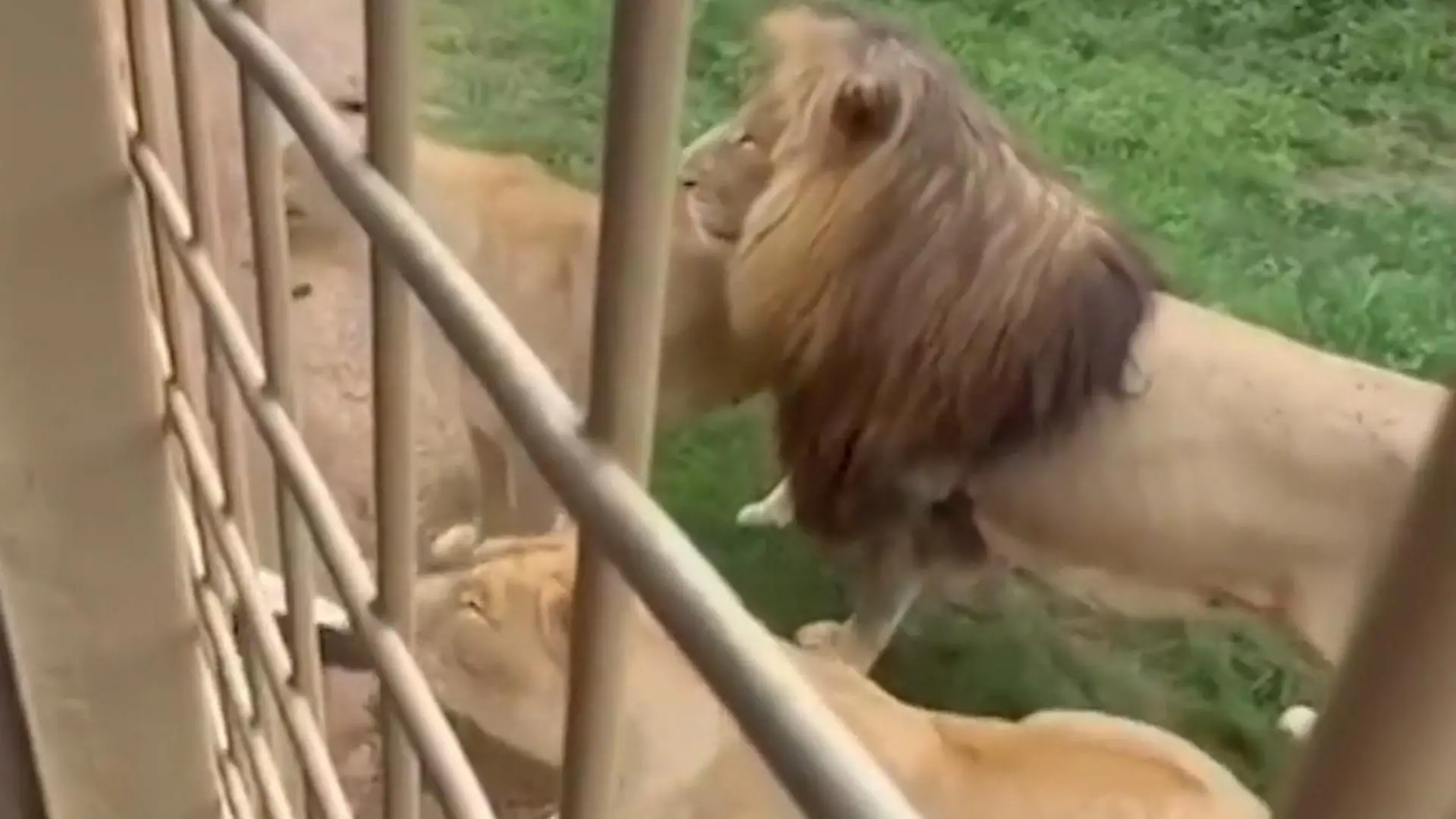 Löwin attackiert Touri-Bus – Raubkatze krallt sich DIESE Beute! Safari-Schock in Südafrika