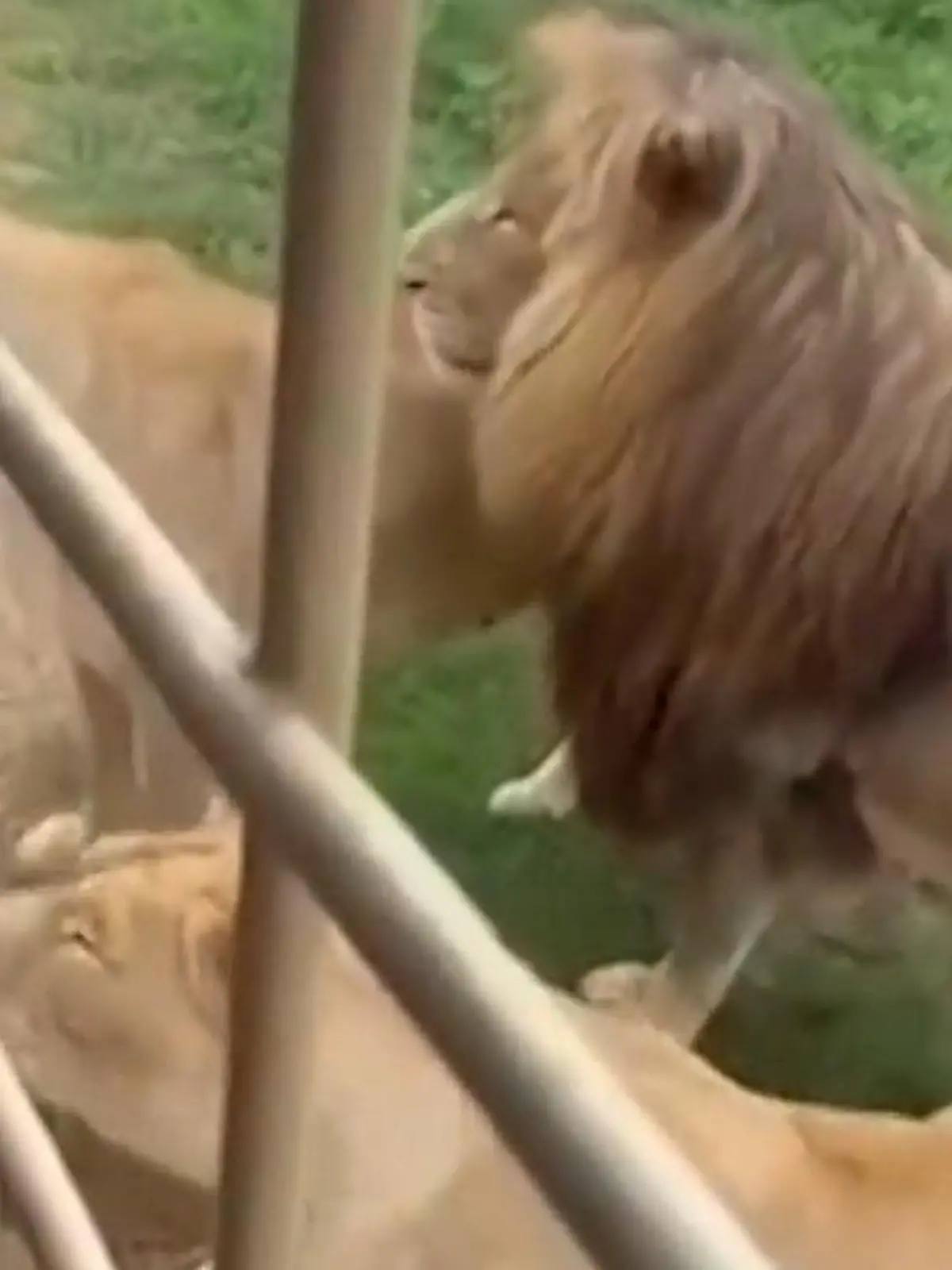 Bild zu: "Löwin attackiert Touri-Bus – Raubkatze krallt sich DIESE Beute!"