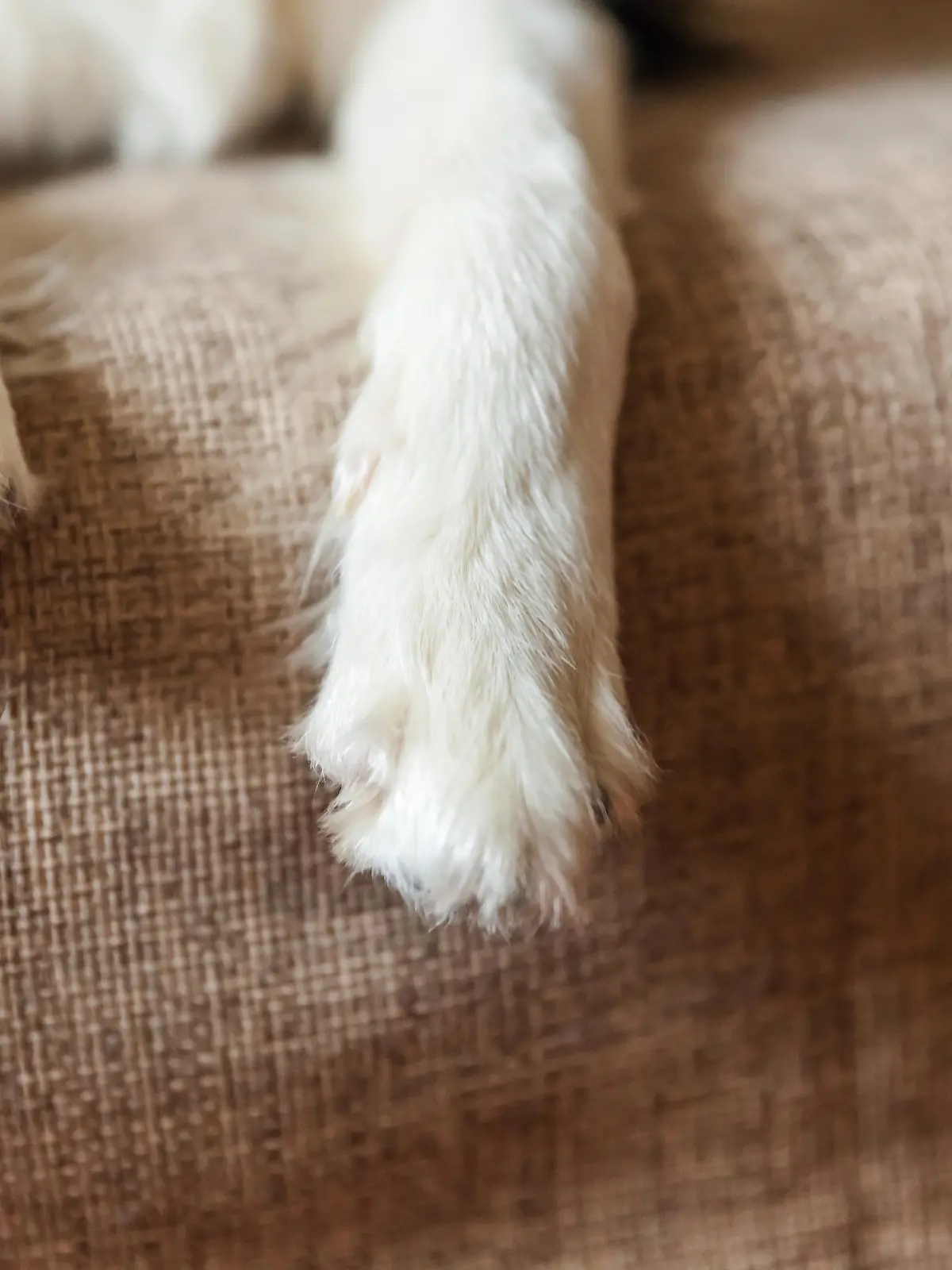 Deutschlands beliebteste Hunderassen