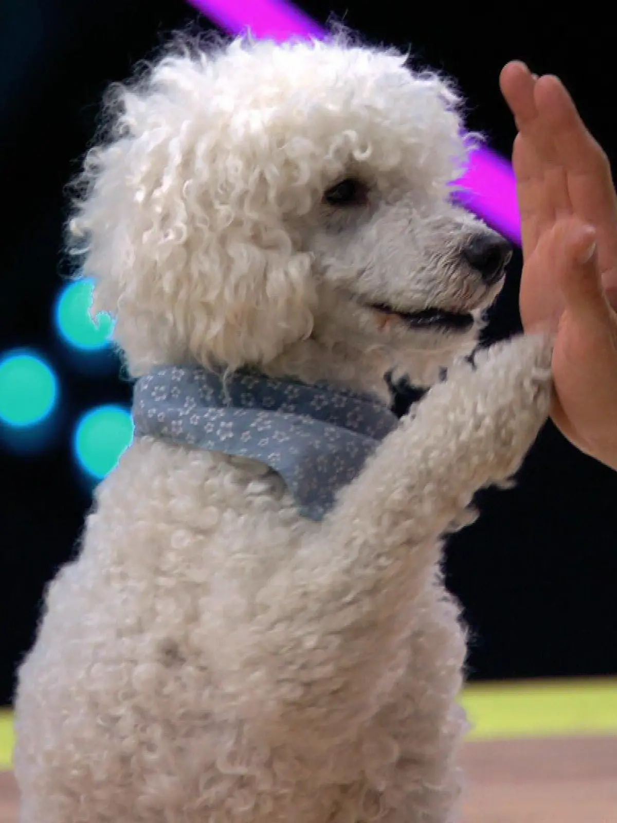 Pudel Elvis bei „Top Dog Germany“
