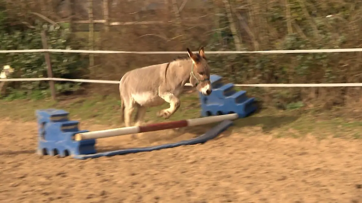 Esel „Prinzessin“ bringt Kindern das Reiten bei Vierbeiner wird zum Sportler
