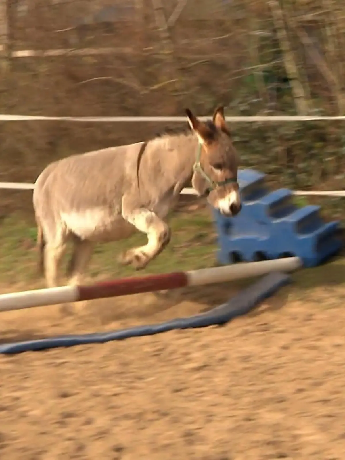 Bild zu: "Esel „Prinzessin“ bringt Kindern das Reiten bei"