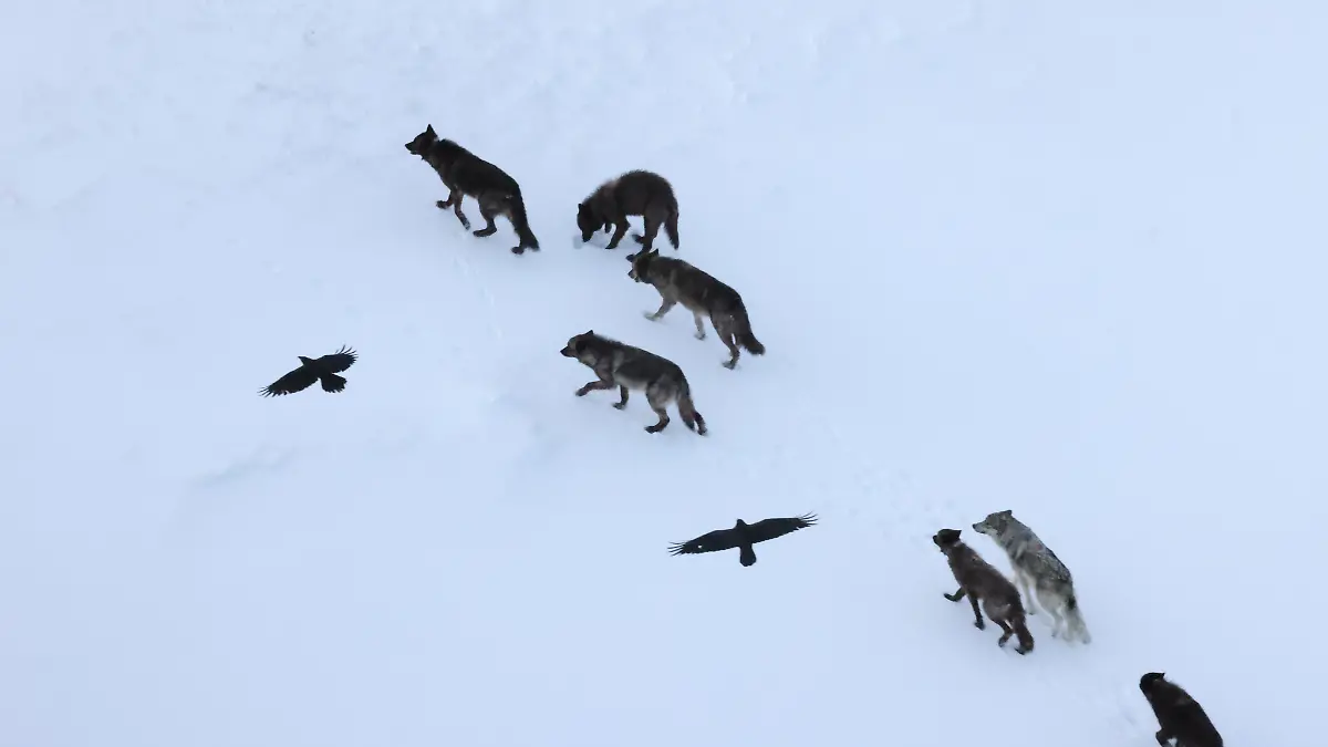 HANDOUT - Zwei Raben fliegen über einem Wolfsrudel im Yellowstone-Nationalpark. Diese Art der Verfolgung über kurze Distanzen ist häufig, während eine längere Verfolgung äußerst selten ist.

Credit: Daniel Stahler 


ACHTUNG: Frei nur zur redaktionellen Verwendung im Zusammenhang mit der Berichterstattung über die Studie bei Nennung des Credits.

ACHTUNG: DIESER BEITRAG DARF NICHT VOR DER SPERRFRIST, 12. MÄRZ 20.00 UHR, VERÖFFENTLICHT WERDEN! EIN BRUCH DES EMBARGOS KÖNNTE DIE BERICHTERSTATTUNG ÜBER STUDIEN EMPFINDLICH EINSCHRÄNKEN. Foto: Daniel Stahler