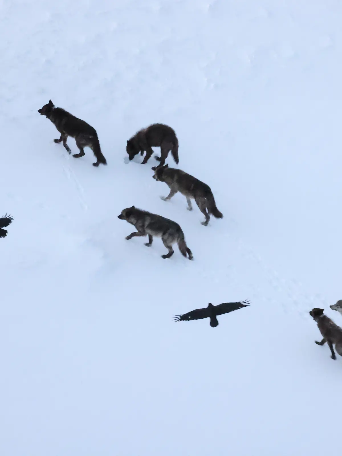 HANDOUT - Zwei Raben fliegen über einem Wolfsrudel im Yellowstone-Nationalpark. Diese Art der Verfolgung über kurze Distanzen ist häufig, während eine längere Verfolgung äußerst selten ist.

Credit: Daniel Stahler 


ACHTUNG: Frei nur zur redaktionellen Verwendung im Zusammenhang mit der Berichterstattung über die Studie bei Nennung des Credits.

ACHTUNG: DIESER BEITRAG DARF NICHT VOR DER SPERRFRIST, 12. MÄRZ 20.00 UHR, VERÖFFENTLICHT WERDEN! EIN BRUCH DES EMBARGOS KÖNNTE DIE BERICHTERSTATTUNG ÜBER STUDIEN EMPFINDLICH EINSCHRÄNKEN. Foto: Daniel Stahler