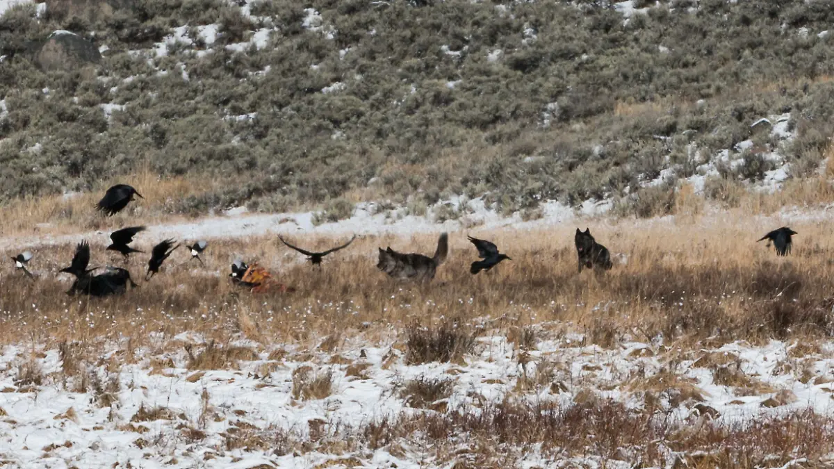 HANDOUT - Wolves chasing ravens at a carcass in Yellowstone National Park.
Credit: John Marzluff


ACHTUNG: Frei nur zur redaktionellen Verwendung im Zusammenhang mit der Berichterstattung über die Studie bei Nennung des Credits.

ACHTUNG: DIESER BEITRAG DARF NICHT VOR DER SPERRFRIST, 12. MÄRZ 20.00 UHR, VERÖFFENTLICHT WERDEN! EIN BRUCH DES EMBARGOS KÖNNTE DIE BERICHTERSTATTUNG ÜBER STUDIEN EMPFINDLICH EINSCHRÄNKEN. Foto: John Marzluff