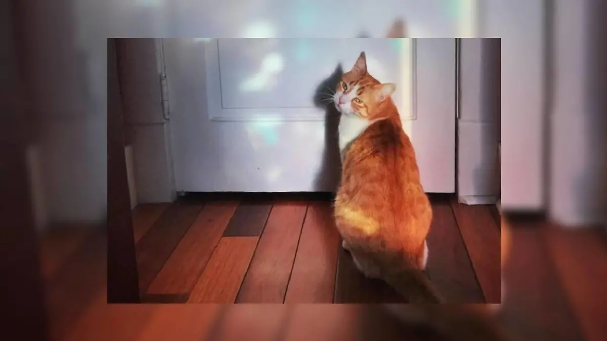 Katze sitzt vor einer Tür