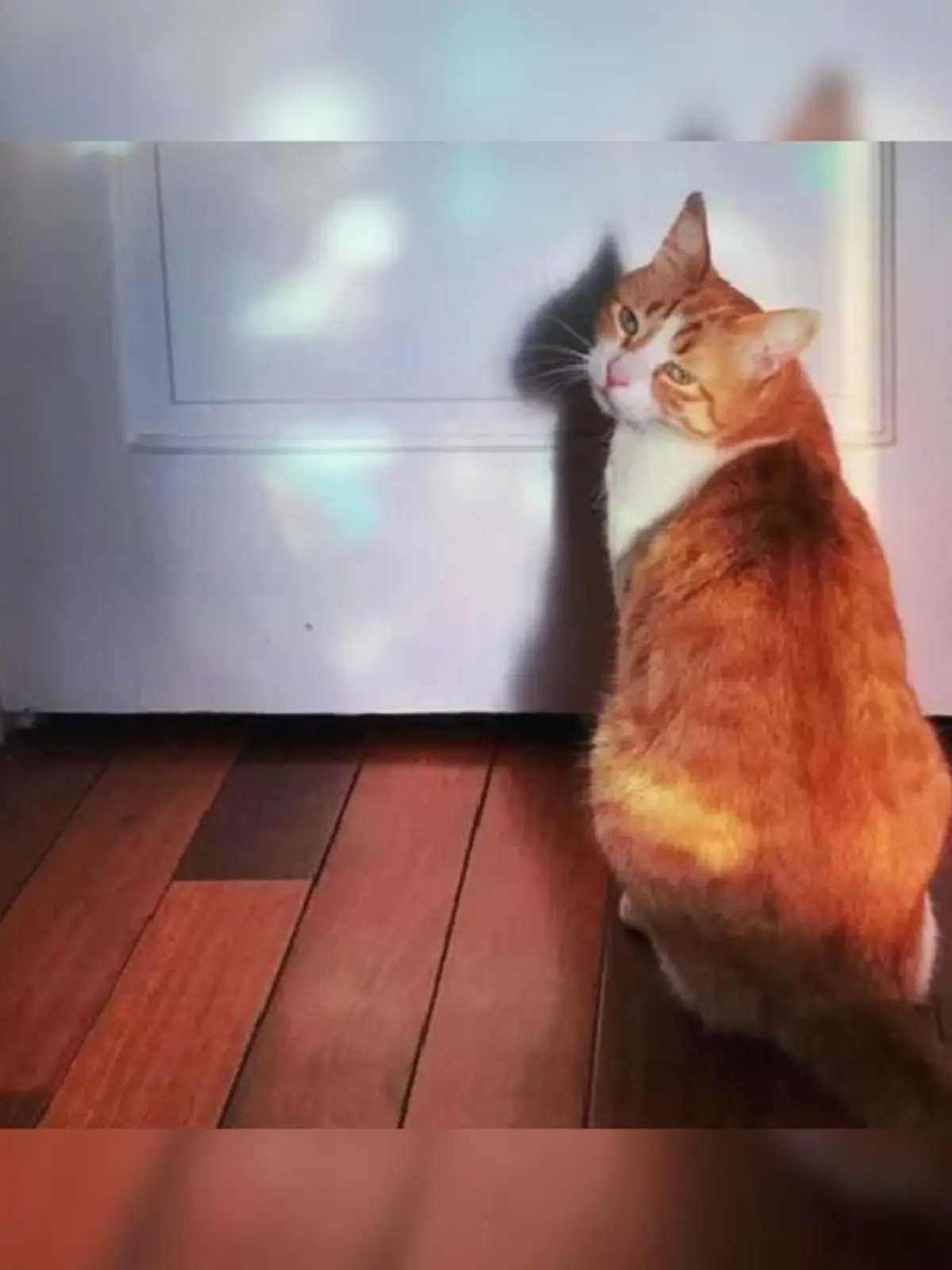 Katze sitzt vor einer Tür